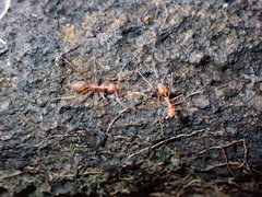 Oecophylla smaragdina