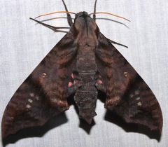 Nyceryx hyposticta