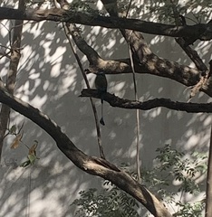 Eumomota superciliosa