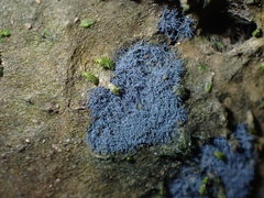 Lecanoromycetes