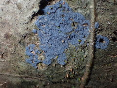 Lecanoromycetes