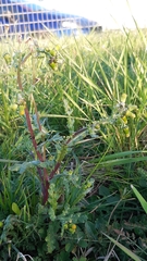 Senecio vulgaris