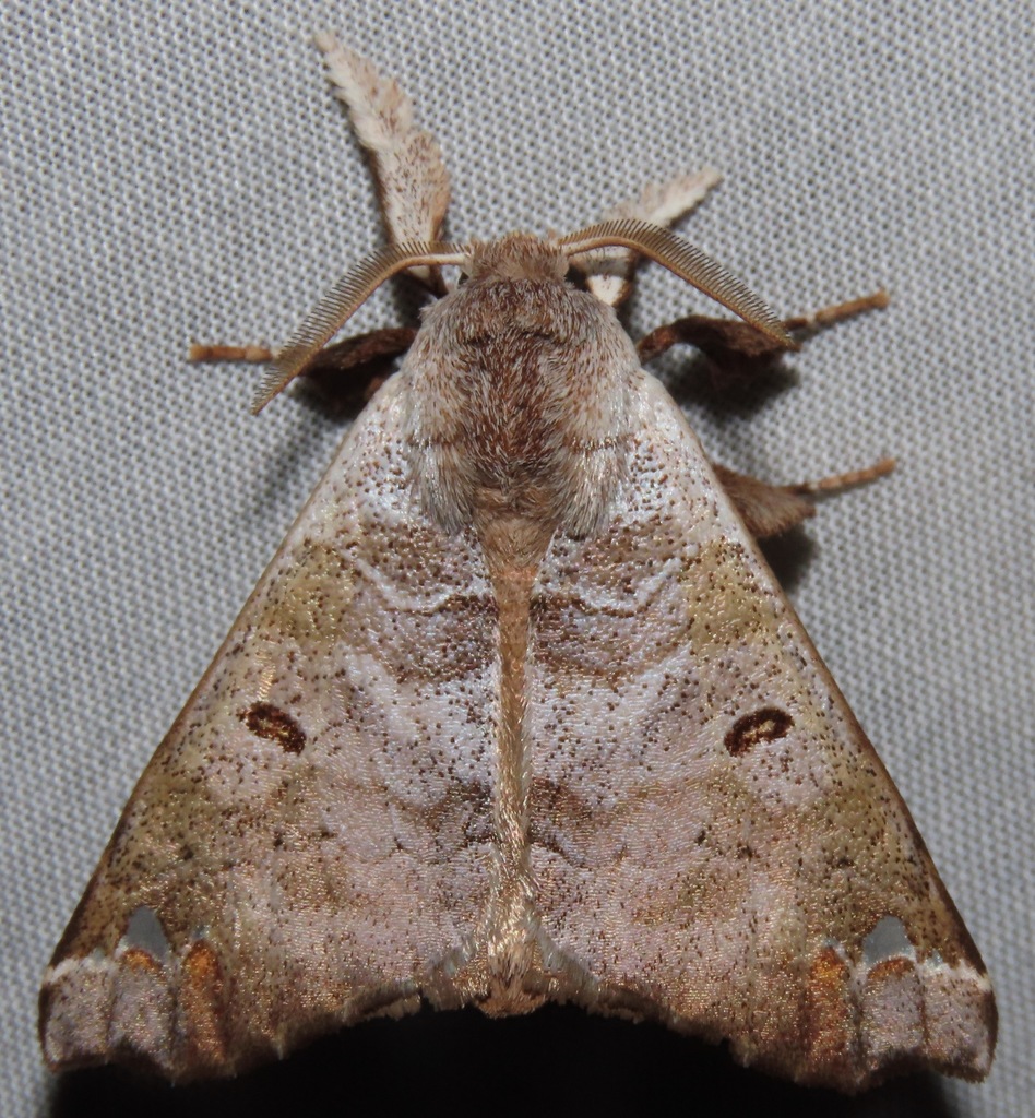 Pantelodes boliviana