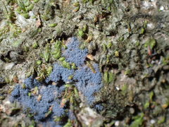 Lecanoromycetes