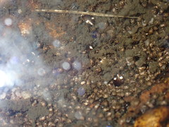 Dytiscidae
