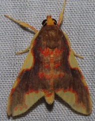 Trichromia rhodocraspis