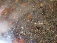 Dytiscidae