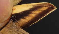 Xylophanes libya