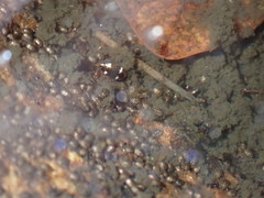 Dytiscidae