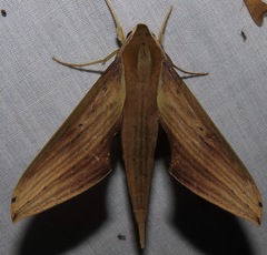Xylophanes libya