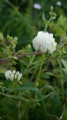 Trifolium nigrescens nigrescens