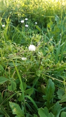 Trifolium nigrescens nigrescens