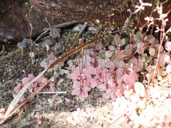 Angiospermae