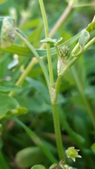 Trifolium nigrescens nigrescens