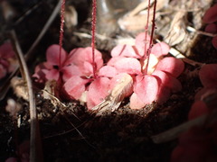 Angiospermae
