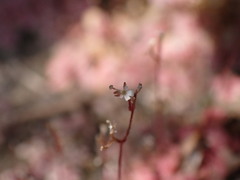 Angiospermae
