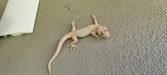 Hemidactylus mabouia