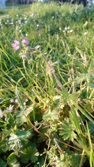 Geranium molle