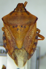 Carpocoris coreanus