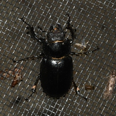Lucanus placidus
