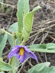 Solanum campylacanthum image