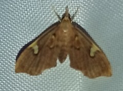 Deuterophysa asychanalis