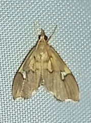 Deuterophysa asychanalis