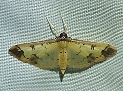 Eulepte gastralis