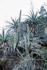 Cleistocactus buchtienii