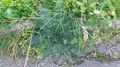 Echium italicum italicum