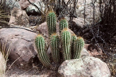 Trichocereus vollianus