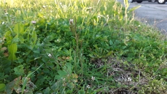 Cardamine hirsuta