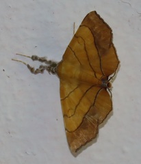 Gracilodes caffra