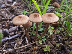 Inocybe lacera