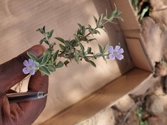 Barleria virgula