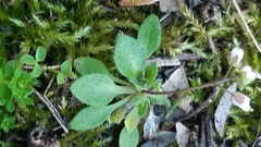 Draba verna verna