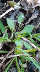 Draba verna verna