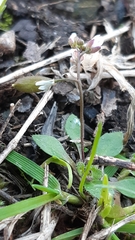 Draba verna verna