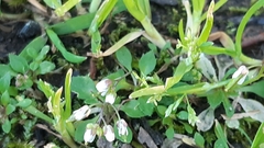 Draba verna verna