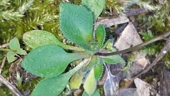 Draba verna verna