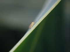 Blastopsylla occidentalis