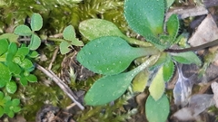Draba verna verna