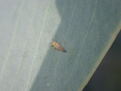 Blastopsylla occidentalis