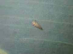 Blastopsylla occidentalis