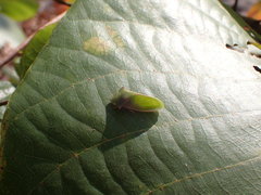 Tituria