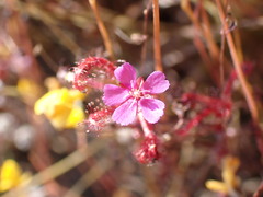 Drosera indica