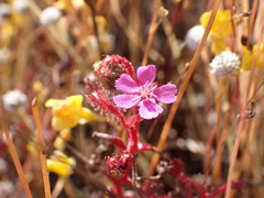 Drosera indica
