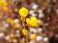 Oligocista