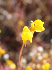Oligocista