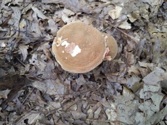 Xerocomellus truncatus